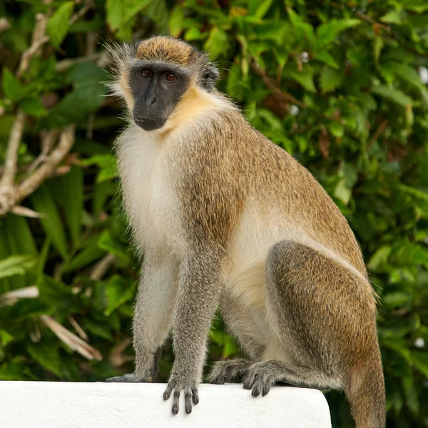 Een Jonge Aap Die Grond Zit — Stockfoto