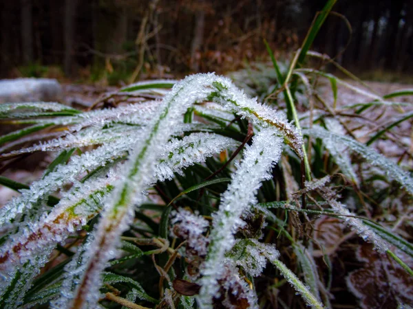 Prachtig Winterbos Met Sneeuw — Stockfoto