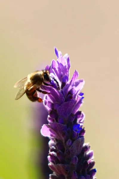 Makro Pszczoły Lawendzie Ogrodzie — Zdjęcie stockowe