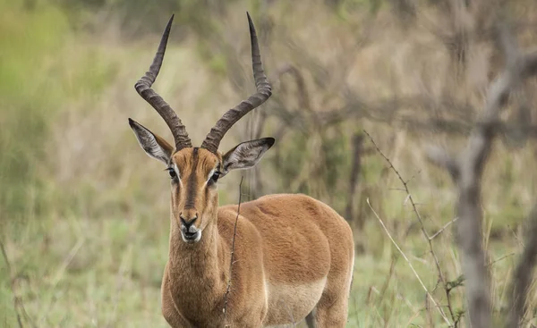 Africká Rohatá Impala Antilopa Národním Parku Chobe — Stock fotografie