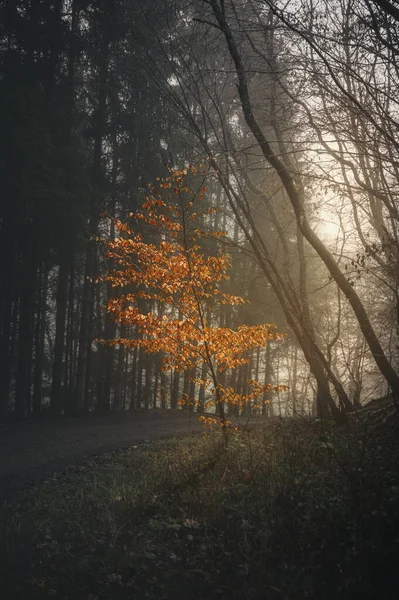 Sonbahar Orman Manzarası Sisli Bir Çayırda Yaprakları Dökülmüş Renkli Ağaçlar — Stok fotoğraf