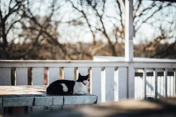 ビーチに黒と白の猫がいて — ストック写真