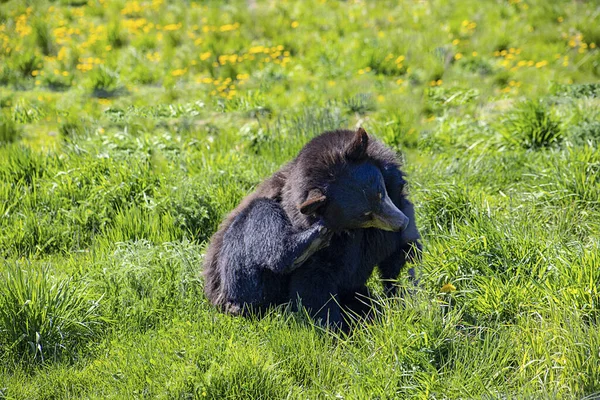 Urso Negro Num Prado Num Dia Verão — Fotografia de Stock