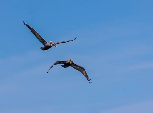 Vista Panorâmica Belos Pássaros Cegonha Natureza Selvagem — Fotografia de Stock