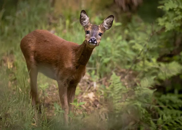 Rusa Jatuh Hutan — Stok Foto