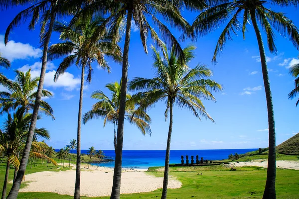 Palmbomen Blauwe Lucht Wolken Kariboe — Stockfoto
