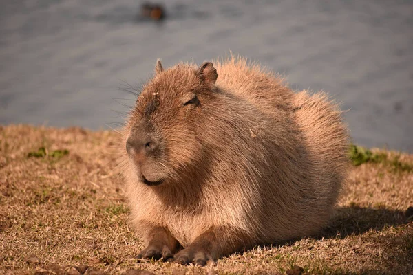 Pin de Nanci leite em Pantanal  Capivara, Capivara desenho, Capivaras