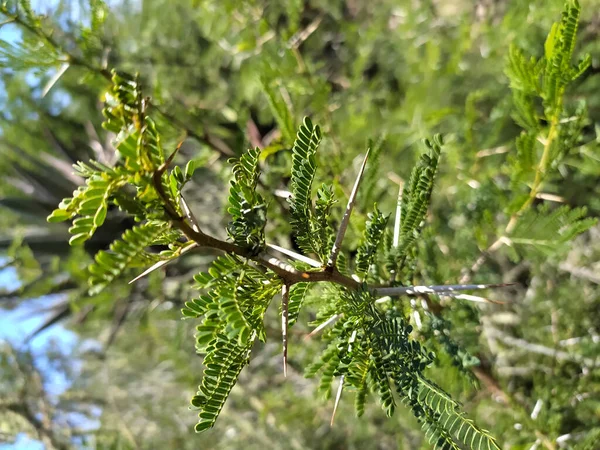 Zelené Listy Stromu Lese — Stock fotografie