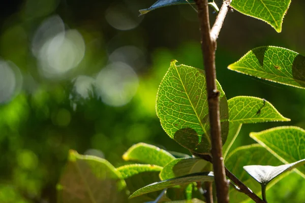 Folhas Verdes Jardim — Fotografia de Stock