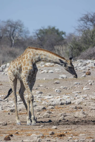 Jirafa Sabana Kenya — Foto de Stock