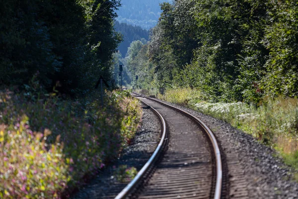 Järnvägsspår Skogen — Stockfoto