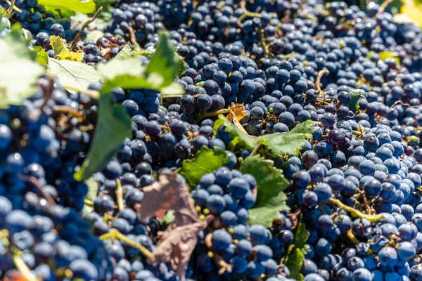 Rijpe Druiven Wijnstok — Stockfoto