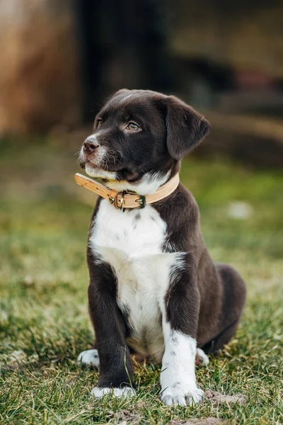 Cute Dog Park — Stock Photo, Image