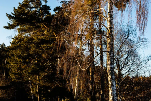 Herfstbos Met Bomen Blauwe Lucht — Stockfoto