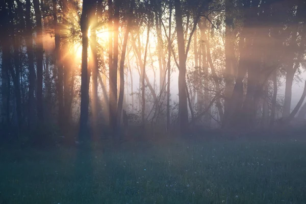 Прекрасний Захід Сонця Лісі — стокове фото