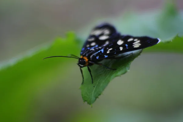 Vue Rapprochée Insecte Nature — Photo