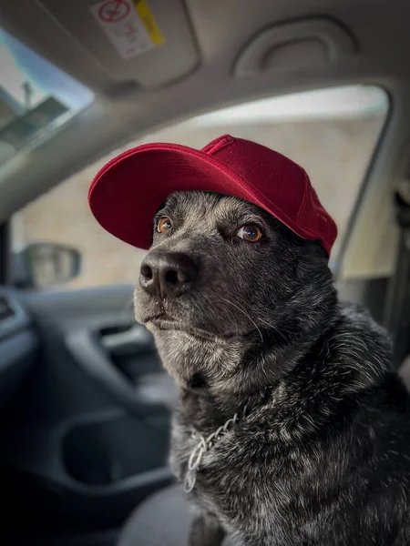 Chien Dans Voiture — Photo