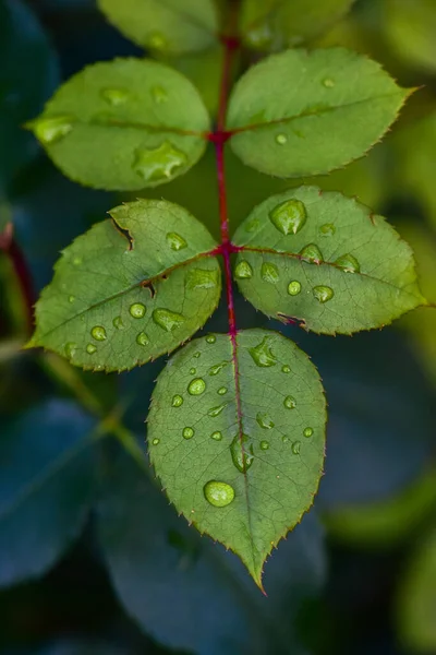 Zielone Liście Flora Liście — Zdjęcie stockowe