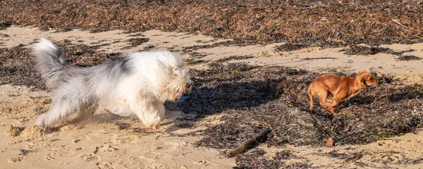Słodkie Psy Plaży — Zdjęcie stockowe