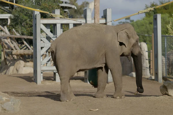 Elefant Djurparken — Stockfoto