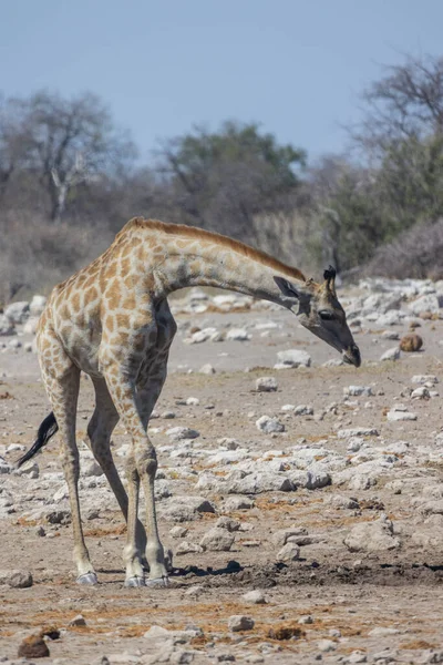 Giraffe Savannah Kenya Stock Picture