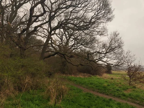 Schöne Aussicht Auf Den Wald — Stockfoto