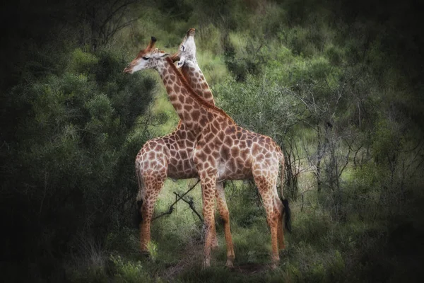 Girafas Natureza — Fotografia de Stock