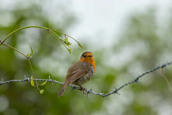 Uccello Sul Ramo Albero — Foto Stock