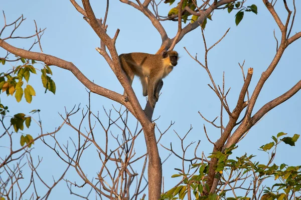 Een Mooie Opname Van Een Schattig Afrikaans Aapje — Stockfoto