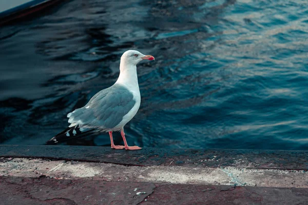 Mouette Sur Côte Mer — Photo