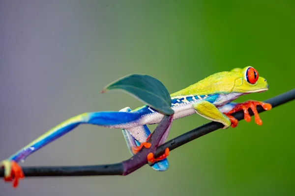Kolorowa Papuga Siedząca Gałęzi Drzewa — Zdjęcie stockowe