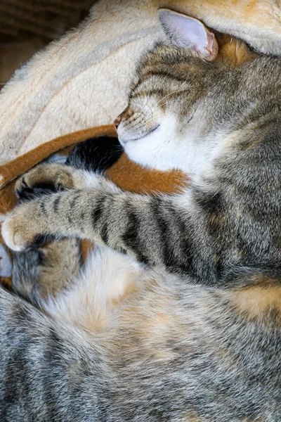 Кошка Комнате — стоковое фото