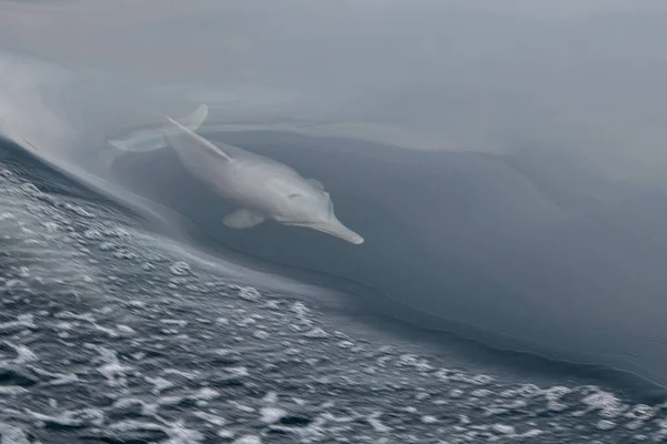 Φάλαινα Στη Θάλασσα — Φωτογραφία Αρχείου