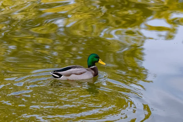 Pato Nadando Agua —  Fotos de Stock