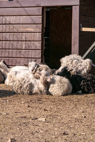 Grupa Owiec Zoo — Zdjęcie stockowe