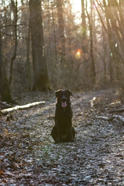 Anjing Hutan Pada Latar Belakang Alam — Stok Foto