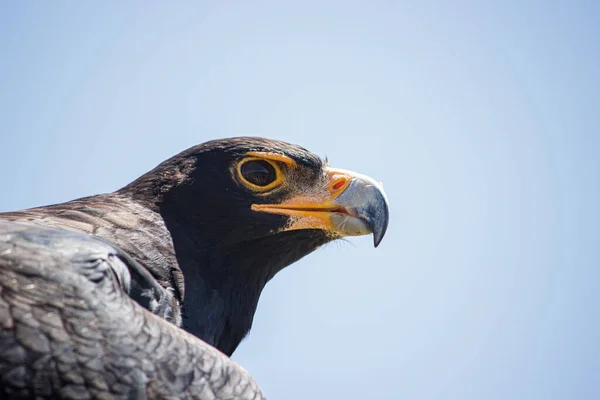 Portrait Beautiful Bald Eagle Nature Background — Stock Photo, Image