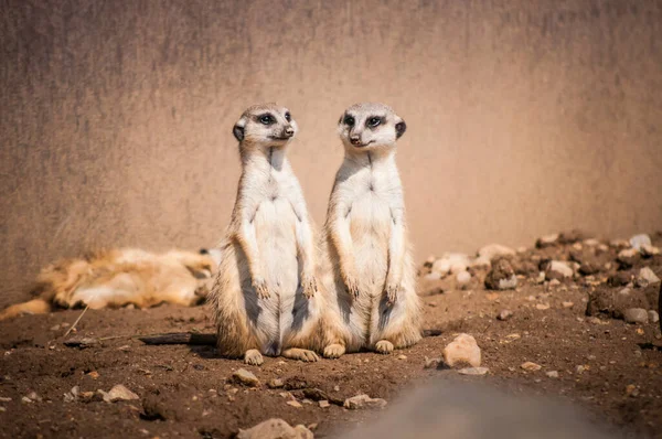 Meerkat Dans Zoo Sur Fond Nature — Photo