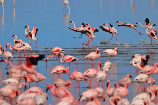 Herde Von Flamingos Wasser — Stockfoto