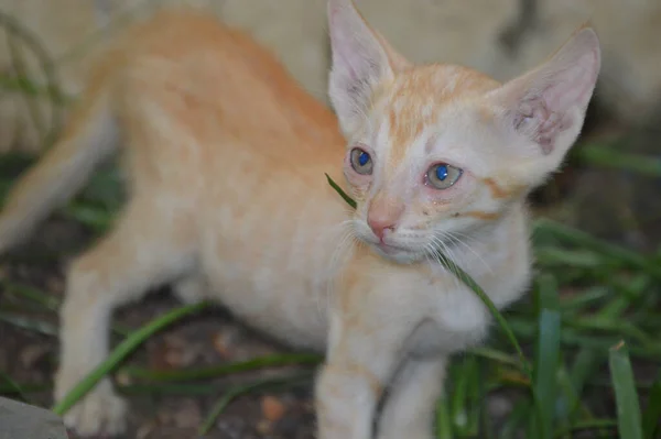 街上的猫 — 图库照片