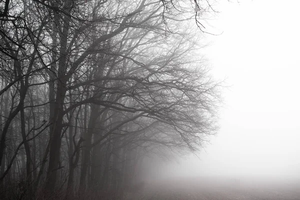 Nebbiosa Mattina Nella Foresta Sullo Sfondo Della Natura — Foto Stock