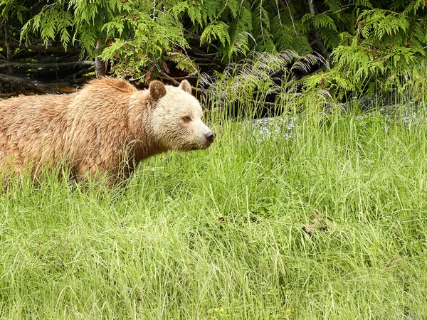 Urso Castanho Floresta — Fotografia de Stock