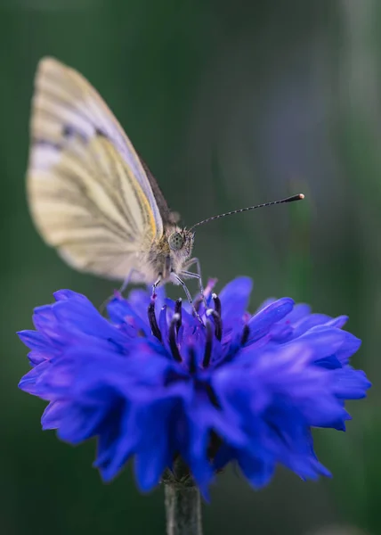 Papillon Sur Une Fleur Sur Fond Nature — Photo