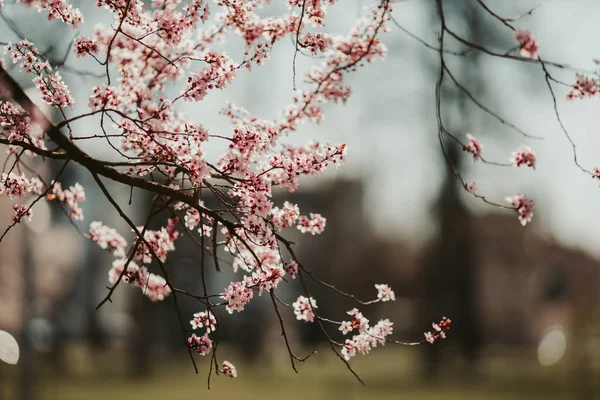 Bellissimi Fiori Primaverili Giardino — Foto Stock