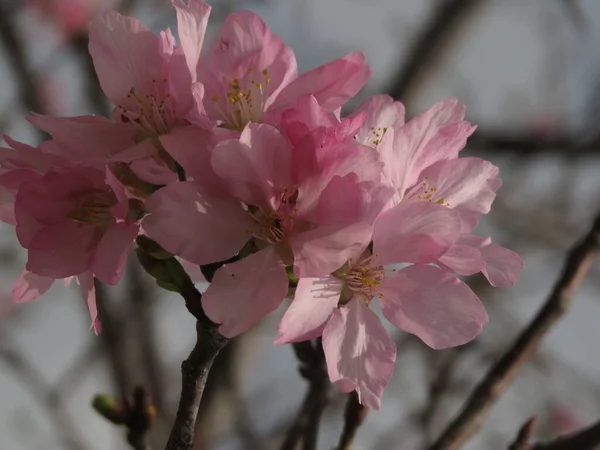 Schöne Rosa Blumen Garten — Stockfoto