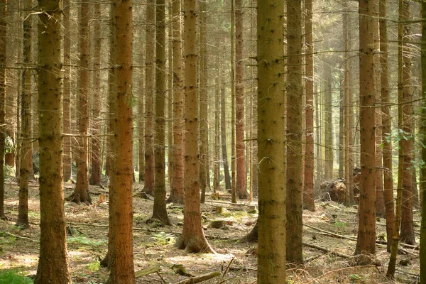 Prachtig Bos Herfst Natuur Achtergrond — Stockfoto