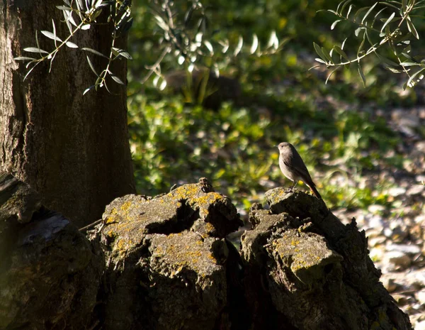 Bir Kuş Ağaç Dalında Oturur — Stok fotoğraf