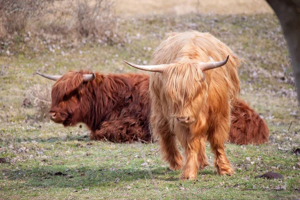 Beautiful Young Highland Cattle — Stock Photo, Image