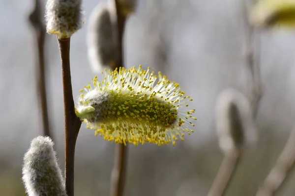 Lentebloemen Tuin — Stockfoto