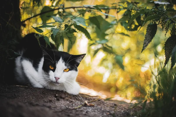 Γάτα Στο Δάσος — Φωτογραφία Αρχείου